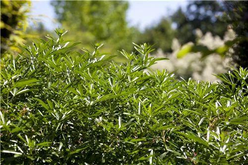 Orangenblume - Choisya ternata
