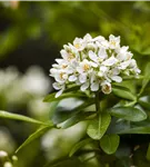 Orangenblume - Choisya ternata