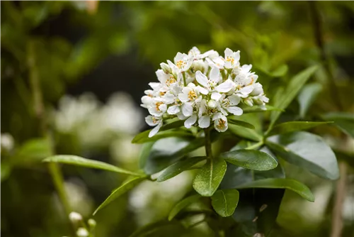 Orangenblume - Choisya ternata