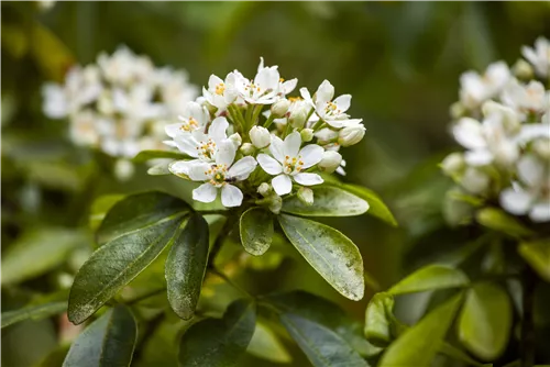 Orangenblume - Choisya ternata