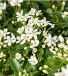 Orangenblume - Choisya ternata