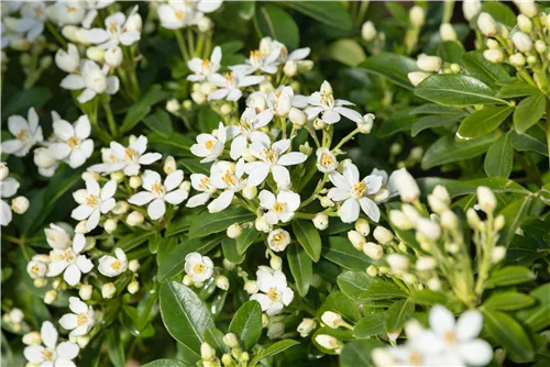 Orangenblume - Choisya ternata