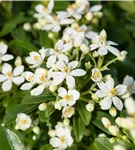 Orangenblume - Choisya ternata