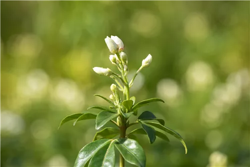 Orangenblume - Choisya ternata