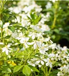 Orangenblume - Choisya ternata