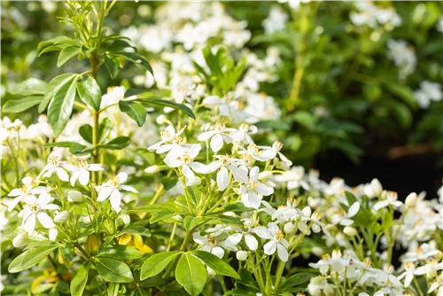 Orangenblume - Choisya ternata