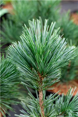 Biegsame Kiefer 'Vanderwolf's Pyramid' - Pinus flexilis 'Vanderwolf's Pyramid'