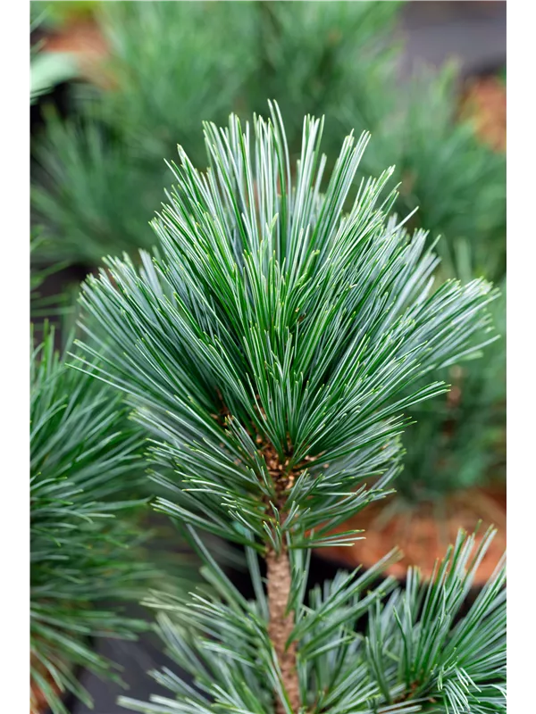 Biegsame Kiefer 'Vanderwolf's Pyramid' - Pinus flexilis 'Vanderwolf's Pyramid'