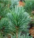 Biegsame Kiefer 'Vanderwolf's Pyramid' - Pinus flexilis 'Vanderwolf's Pyramid'