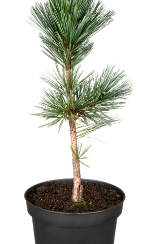 Pinus flexilis 'Vanderwolf's Pyramid'