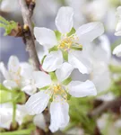 Geschlitzte Kirsche 'Kojou-no-mai' - Prunus incisa 'Kojou-no-mai' CAC
