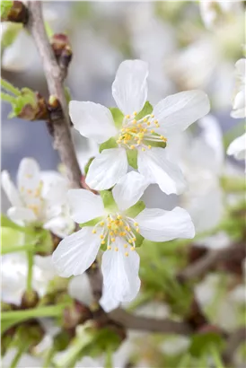 Geschlitzte Kirsche 'Kojou-no-mai' - Prunus incisa 'Kojou-no-mai' CAC