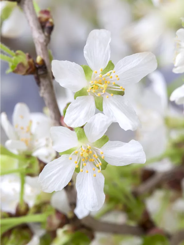 Geschlitzte Kirsche 'Kojou-no-mai' - Prunus incisa 'Kojou-no-mai' CAC