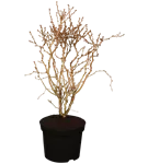 Geschlitzte Kirsche 'Kojou-no-mai' - Prunus incisa 'Kojou-no-mai' CAC