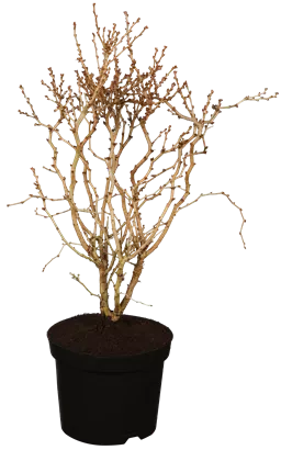 Geschlitzte Kirsche 'Kojou-no-mai' - Prunus incisa 'Kojou-no-mai' CAC