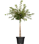 Geschlitzte Kirsche 'Kojou-no-mai' - Prunus incisa 'Kojou-no-mai' CAC