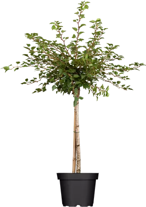 Geschlitzte Kirsche 'Kojou-no-mai' - Prunus incisa 'Kojou-no-mai' CAC