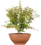 Geschlitzte Kirsche 'Kojou-no-mai' - Prunus incisa 'Kojou-no-mai' CAC