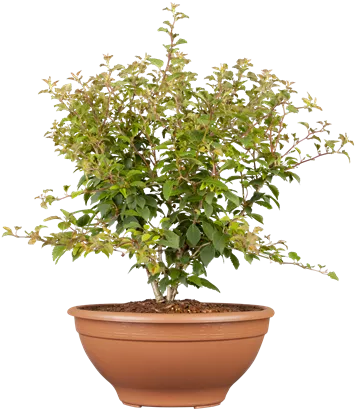 Geschlitzte Kirsche 'Kojou-no-mai' - Prunus incisa 'Kojou-no-mai' CAC