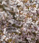 Geschlitzte Kirsche 'Kojou-no-mai' - Prunus incisa 'Kojou-no-mai' CAC