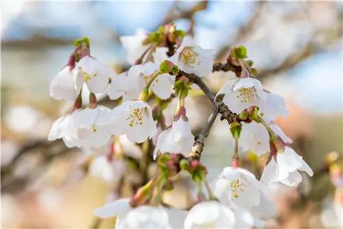 Geschlitzte Kirsche 'Kojou-no-mai' - Prunus incisa 'Kojou-no-mai' CAC