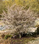 Geschlitzte Kirsche 'Kojou-no-mai' - Prunus incisa 'Kojou-no-mai' CAC