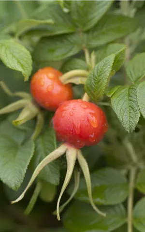 Rosa rugosa