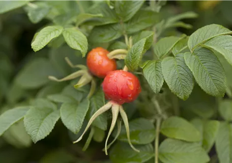 Rosa rugosa - Apfelrose