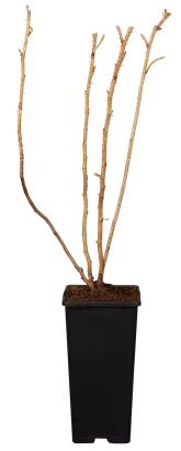 Apfelrose - Rosa rugosa