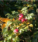 Apfelrose - Rosa rugosa