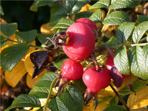 Apfelrose - Rosa rugosa