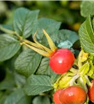 Apfelrose - Rosa rugosa