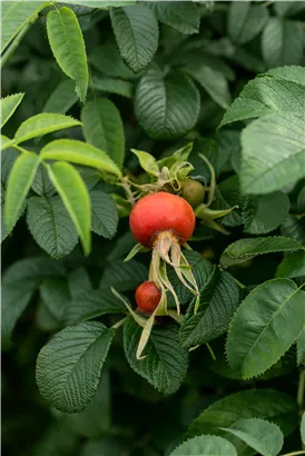 Apfelrose - Rosa rugosa