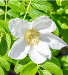Apfelrose - Rosa rugosa