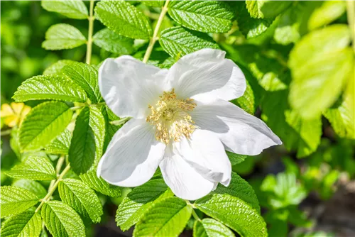 Apfelrose - Rosa rugosa