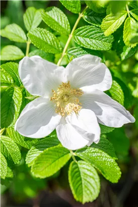 Apfelrose - Rosa rugosa