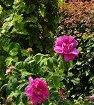 Apfelrose - Rosa rugosa