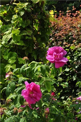 Apfelrose - Rosa rugosa