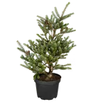 Berg-Kiefer 'Allgäu' - Pinus mugo 'Allgäu'