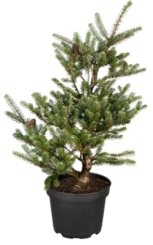 Pinus mugo 'Allgäu'