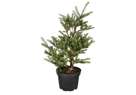 Pinus mugo 'Allgäu' - Berg-Kiefer 'Allgäu'