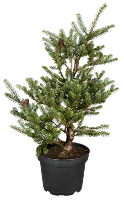 Berg-Kiefer 'Allgäu' - Pinus mugo 'Allgäu'