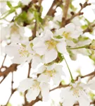 Geschlitzte Kirsche 'Lotte' - Prunus incisa 'Lotte'