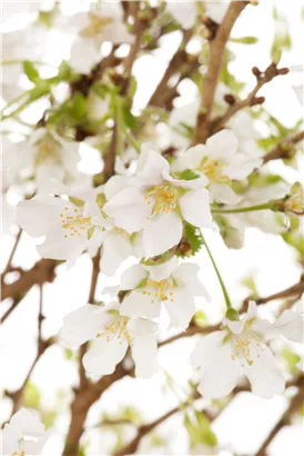 Geschlitzte Kirsche 'Lotte' - Prunus incisa 'Lotte'