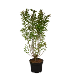 Synonym - Cotoneaster lucidus