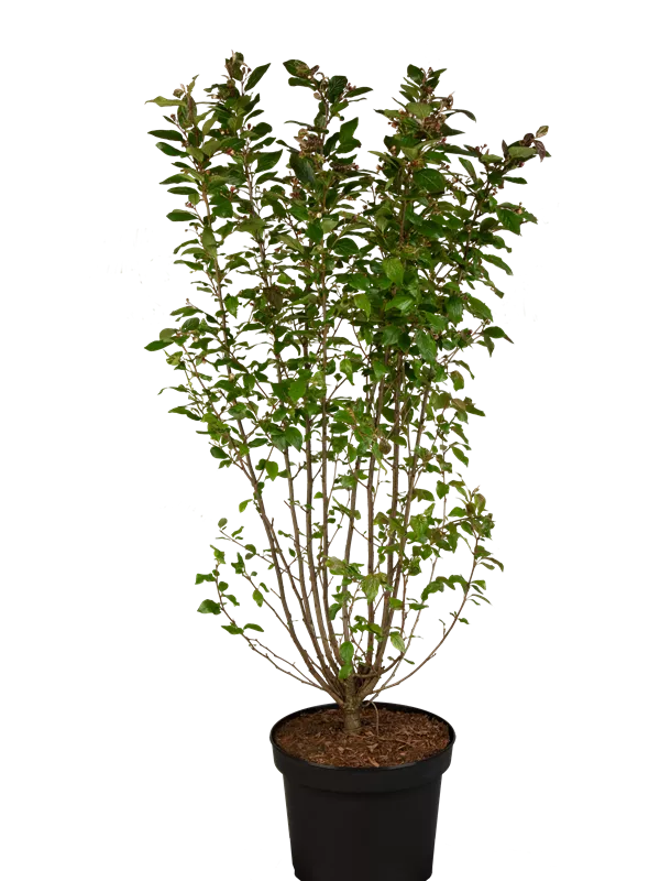 Synonym - Cotoneaster lucidus