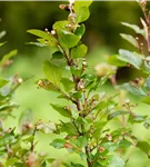 Synonym - Cotoneaster lucidus