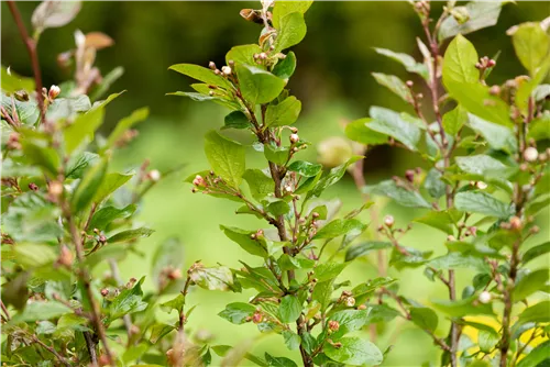 Synonym - Cotoneaster lucidus