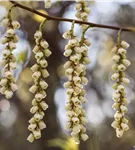 Schweif-Ähre - Stachyurus praecox