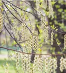 Schweif-Ähre - Stachyurus praecox